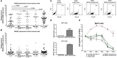 BRD4 Inhibition Enhances Azacitidine Efficacy in Acute Myeloid Leukemia and Myelodysplastic Syndromes